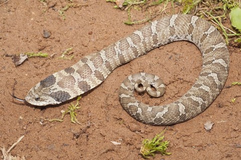 Eastern hognose snake