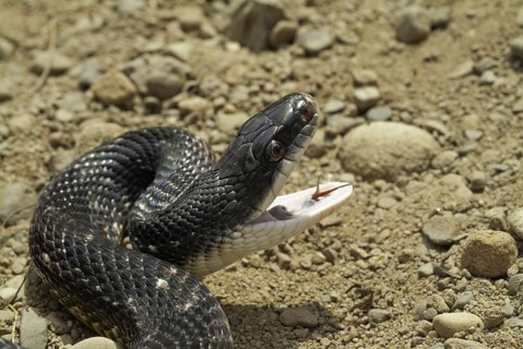 Black rat snake
