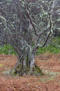 Silver birch