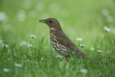Song Thrush