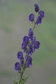 Garden monkshood