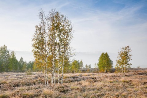 Morning autumn atmosphere with a few birch trees on the moor near Les Ponts-de-Martel