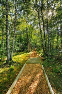 Forest path in the birch forest near Les Ponts-de-Martel in the canton of Neuchatel