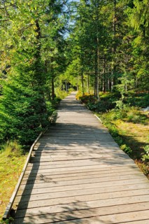 Wooden path in the forest along the Etang de la Gruere mire lake in the canton of Jura