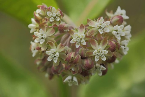 Common milkweed