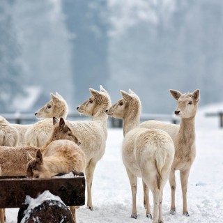 White fallow deer