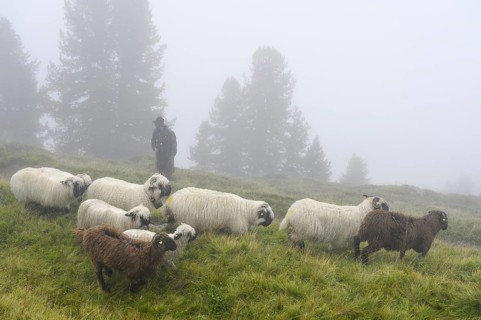 A shepherd with a flock of Valais black-nosed domestic sheep