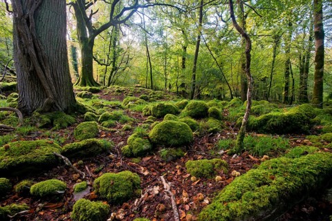 Old trees in Killarney National Park