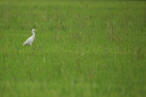 Cattle Egret