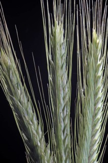 Rye