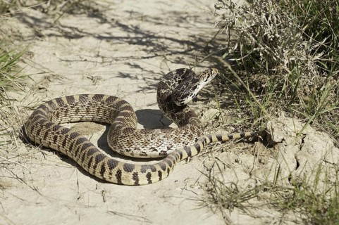 Bull snake