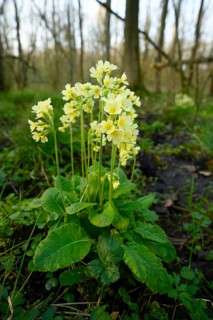 True oxlip
