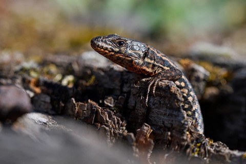 Common wall lizard