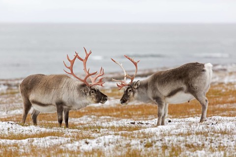 Two Svalbard reindeer