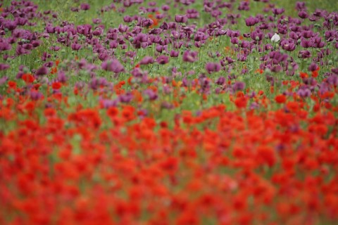 Flower meadow with opium poppy