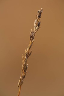 Purple moor grass