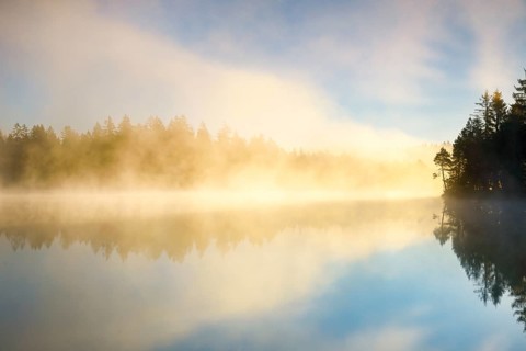 Pine and forest silhouette at sunrise backlit with fog over the bog lake Etang de la Gruere in the canton of Jura