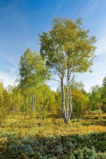 Large birch trees in early autumn with sunshine and blue sky