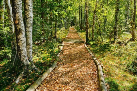 Forest path in the birch forest near Les Ponts-de-Martel in the canton of Neuchatel