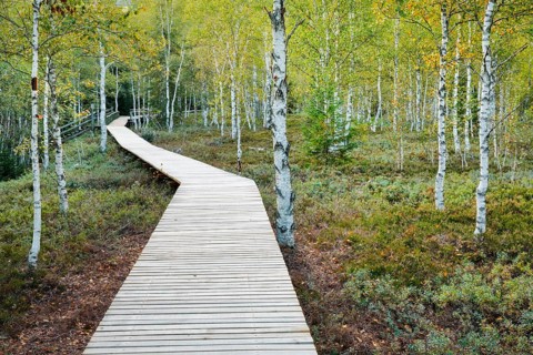 Forest path in the birch forest near Les Ponts-de-Martel in the canton of Neuchatel