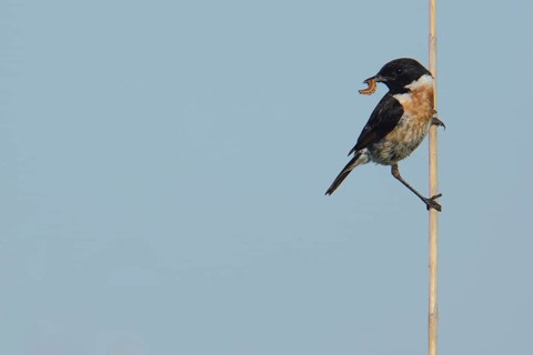 Male african stonechat