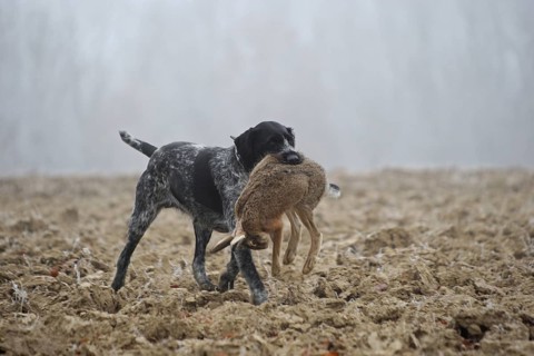 Hunting dog German Wirehaired retrieves hare
