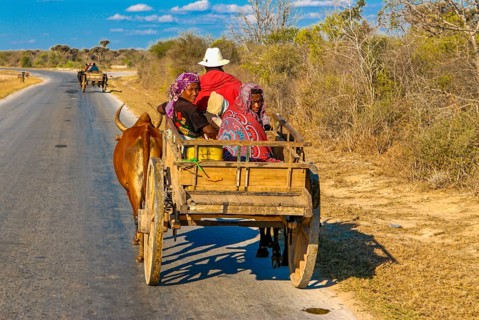 Ox cart caravan