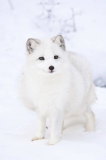 Arctic fox