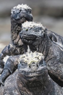 Marine iguana