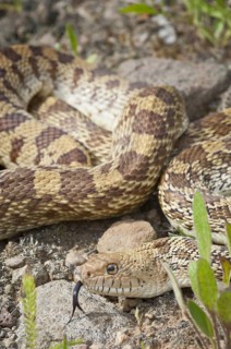 Texas bull snake