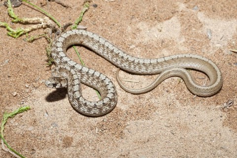Little brown snake