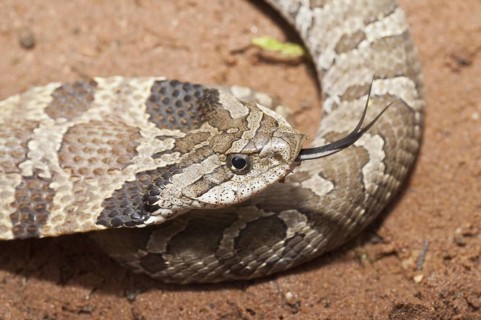 Eastern hognose snake