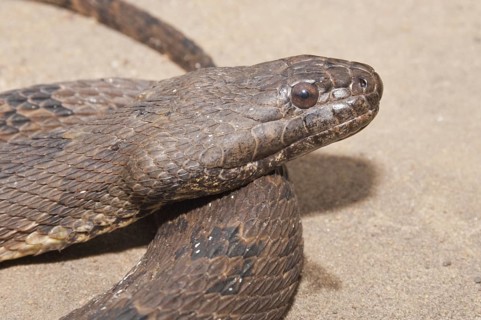 Brown water snake