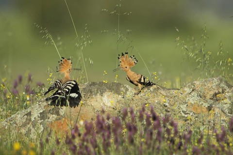 Two hoopoes