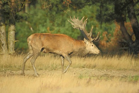 Male red deer