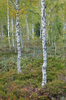 Birch forest and blueberry bushes in the high moor near Les Ponts-de-Martel