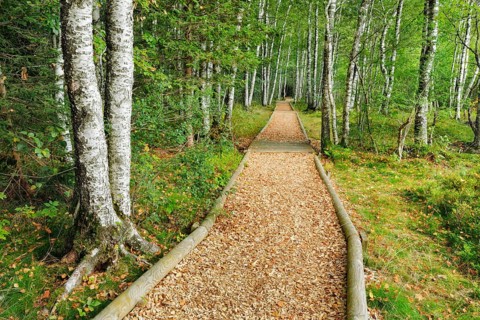 Forest path in the birch forest near Les Ponts-de-Martel in the canton of Neuchatel