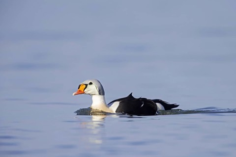 King eider