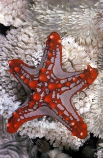 African Seastar