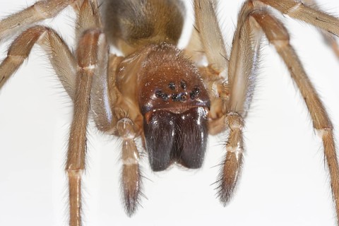 Little Brown House Spider
