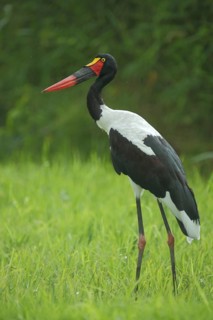 Saddle-billed stork
