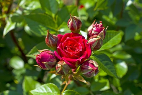 Rose