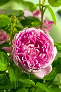 Rose Mary Rose