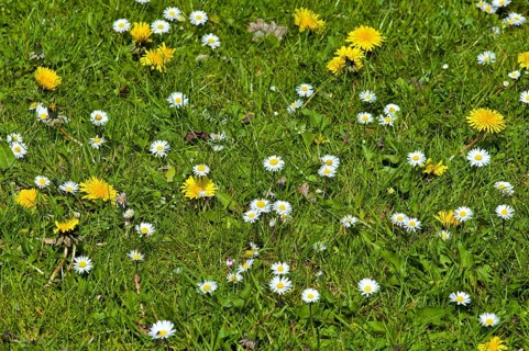 Spring meadow in the Botanical Garden of Bremen