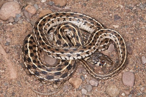 Checkered garter snake