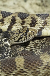 Bull snake