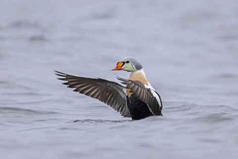 King eider