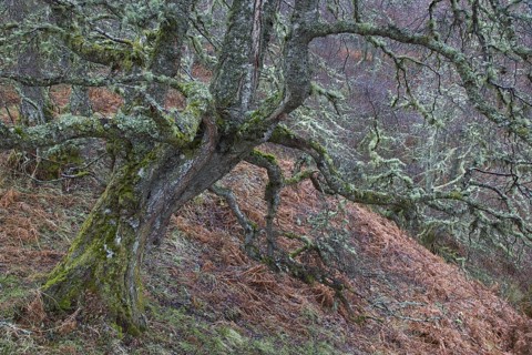 Silver birch