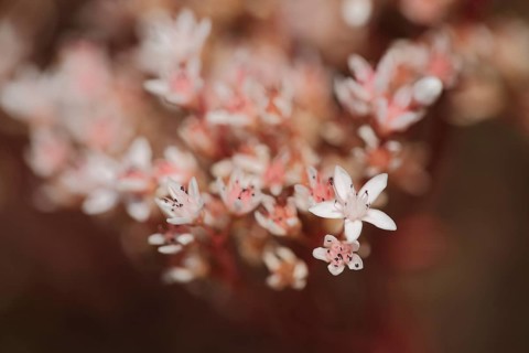 Flower of white stonecrop