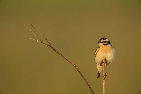 Male Whinchat